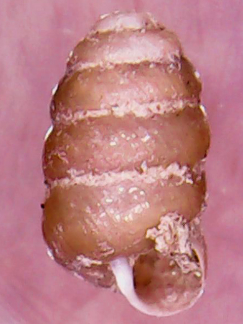 Columella edentula?